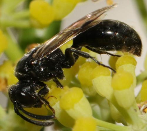 Réf. 190 044 : Psenulus fuscipennis